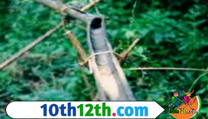 बांस निर्मित चैनल(Channel) से पौधे के स्थान तक जल का बहाव परिवर्तित किया जाता है। पोधे तक बांस पाइप(Pype) से बनाई बिछाई गई विभिन्न जल शाखाओं में जल वितरित किया जाता है।