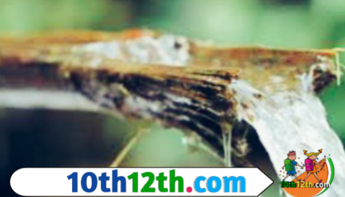 पहाड़ी सिखरो पर सदानीरा झरनों की दिशा परिवर्तित करने के लिए बांस के पाइपो(Pype) का उपयोग किया जाता है। इन पाइपो(Pype) के माध्यम से गुरुत्वाकर्षण द्वारा जल पहाड़ के निचले स्थानों तक पहुंचाया जाता है।