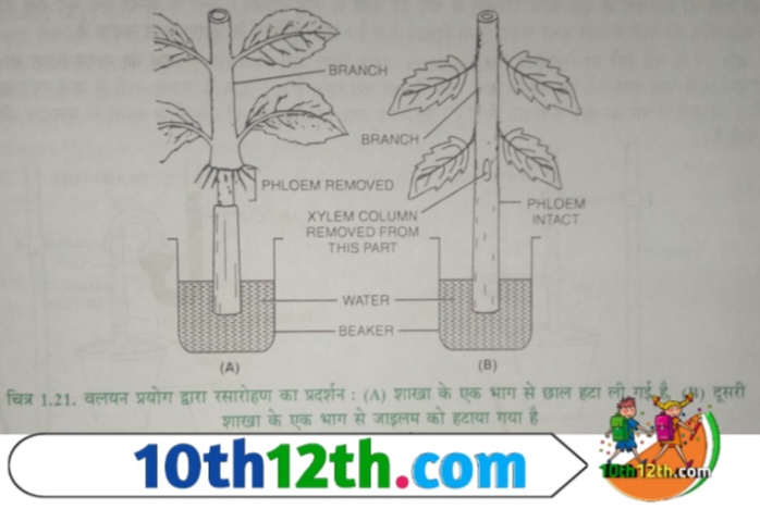 अवशोषित जल का गुरुत्वाकर्षण शक्ति (gravitational force) के विपरीत पौधे के वायवीय भागों (Pneumatic parts) में ऊपर चढ़ने को जल का स्थानांतरण (परिवहन) कहते हैं,