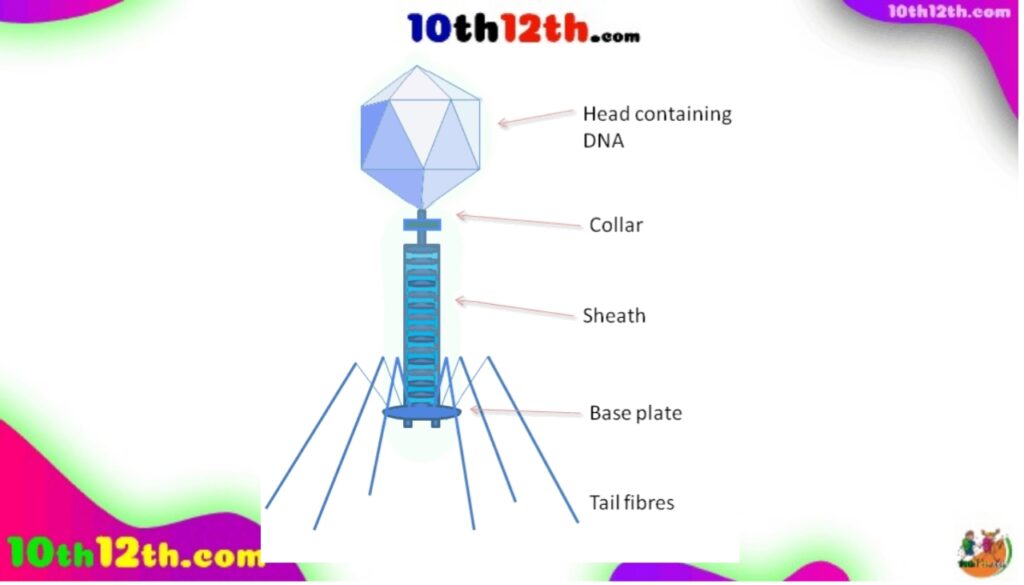 बैक्टीरियोफेज क्या है? | जीवन चक्र