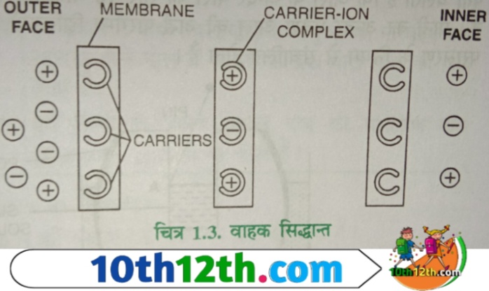 वाहक सिद्धांत (carrier theory) के अनुसार पदार्थों का झिल्ली में प्रवेश कुछ वाहकों द्वारा होता है।