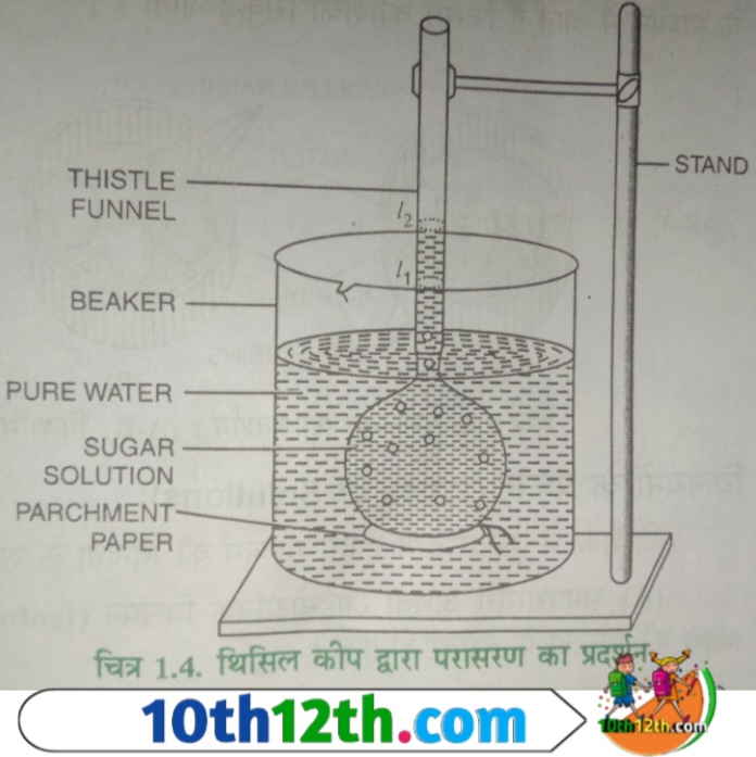 अजीवित तंत्र में परासरण की क्रिया निम्नलिखित प्रयोग द्वारा प्रदर्शित की जा सकती है।