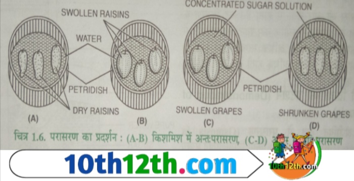परासरण की क्रिया दो प्रकार की होती है अन्त: परासरण और बहि: परासरण।