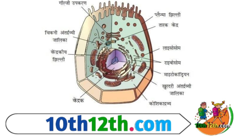 एक कोशिका झिल्ली जो कोशिका के अंदर को बाहर से अलग करती है। एक झिल्ली के भीतर एक छोटे से क्षेत्र के भीतर जीवन की रासायनिक प्रतिक्रियाओं को केंद्रित करके, कोशिकाएं जीवन की प्रतिक्रियाओं को बहुत तेजी से आगे बढ़ने की अनुमति देती हैं,