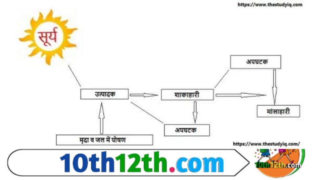 पारिस्थितिकी तंत्र में ऊर्जा का प्रभाव