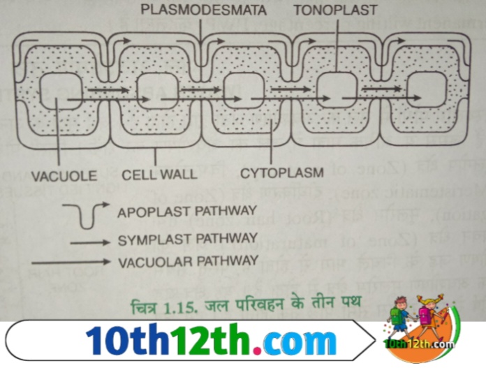 सिमप्लास्ट पथ पौधे का जीवित तंत्र (living system) है। इसमें सभी कोशिकाओं का कोशिकाद्रव्य (cystoplasm) जीवद्रव्य तन्तुओ (plasmodesmata) के द्वारा अंतःसंबंधित रहता है।