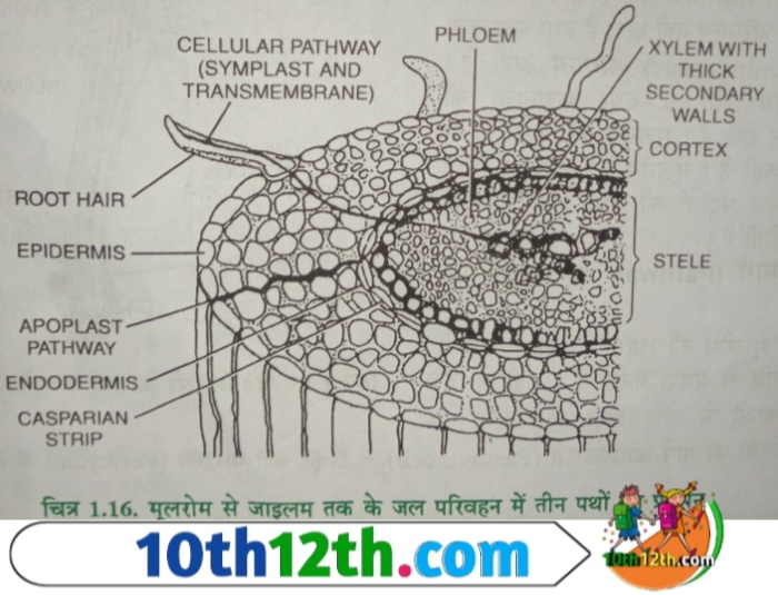 एपोप्लास्टिक परिवहन (apoplastic transport) वल्कुट के बाद अन्तस्त्वचा में पाई जाने वाला कैस्पेरियन पट्टियों (Casperian straps) के कारण रुक जाता है क्योंकि जल के अणु (water molecules) इन पट्टियों को भेदने में असमर्थ होते हैं।