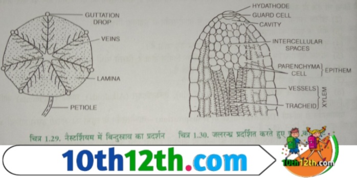 जलरंध्र के निर्माण में एक छिद्र तथा उसके भीतर की ओर ढीले रूप में व्यवस्थित मृदूतकी कोशिकाएं भाग लेती है जिन्हें ऐपीथेम (epithem) कहते हैं।